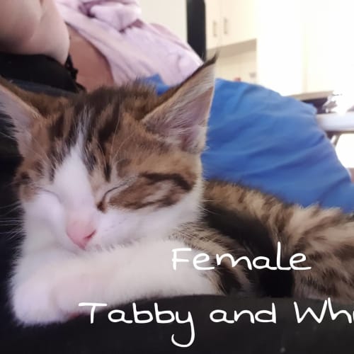 Tabby and White Female