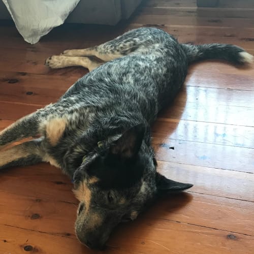 Ollie ~ Blue Cattle Dog (on trial 22/12/18)