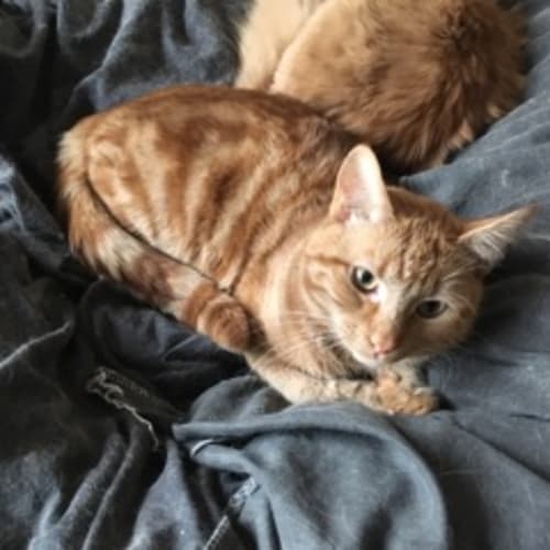 Simba