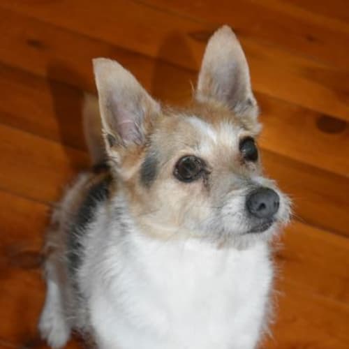 Connie our affectionate girl