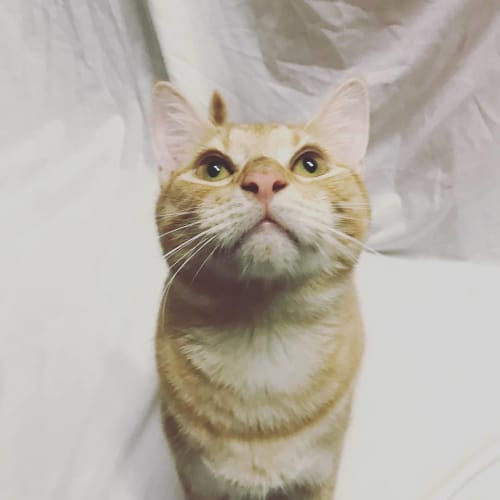 Archie 