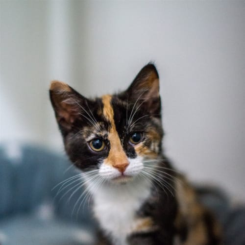 Phoebe