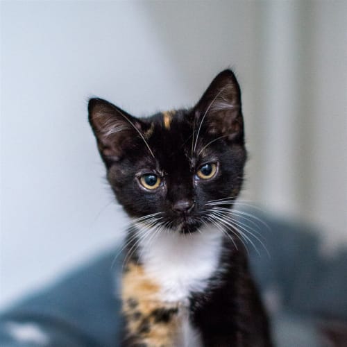 Piper