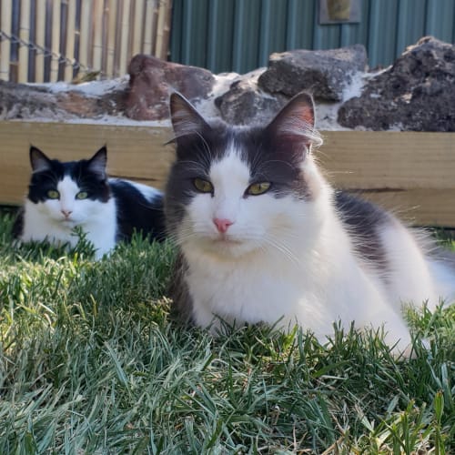 Ruby and Mylady Mollini