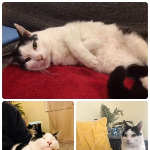 Mootsie