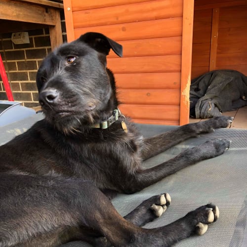 Zola.. cat dog and child friendly lab size