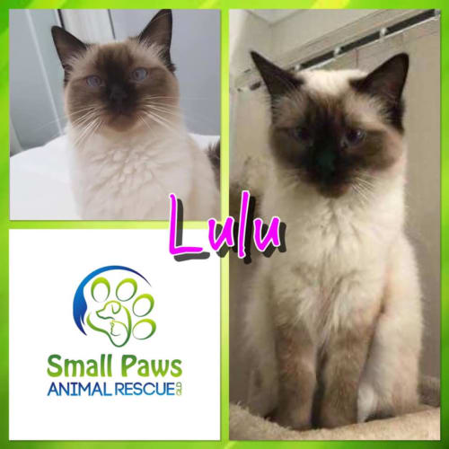 Lulu