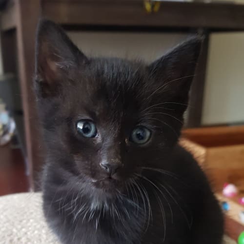 Winston