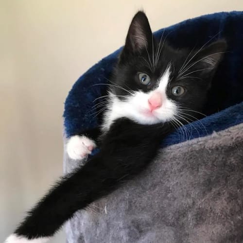 Freckle **2nd Chance Cat Rescue**