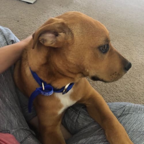 Carlos ~ Mastiff x Ridgeback (on trial 15/12/18)
