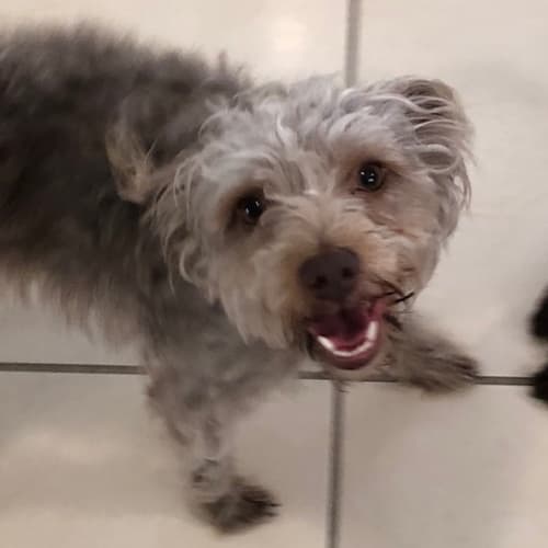Gizmo ~ Poodle x (on trial 13/12/18)