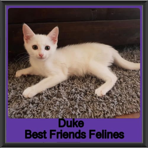 Duke