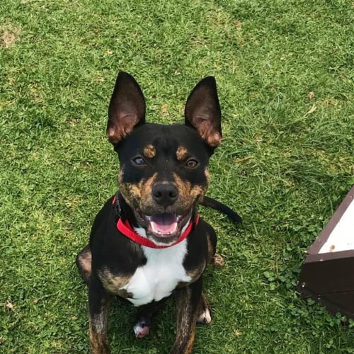 Pedro