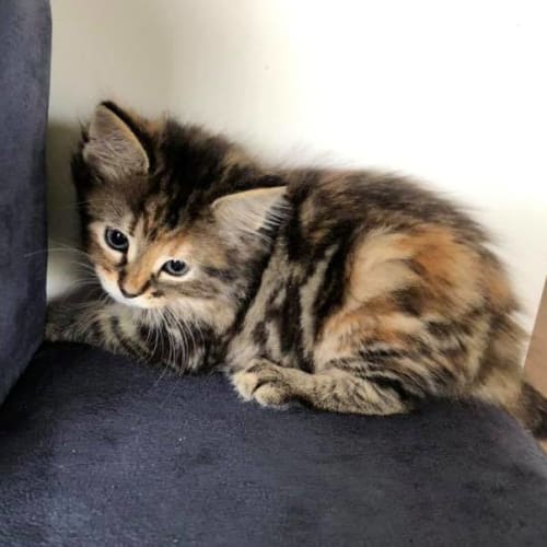 Kerys **2nd Chance Cat Rescue**
