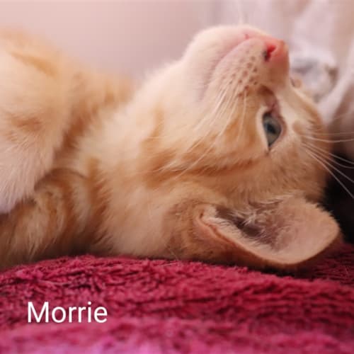 Morrie
