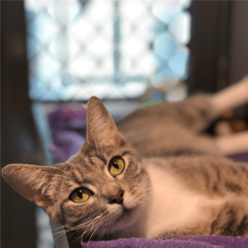 Piper