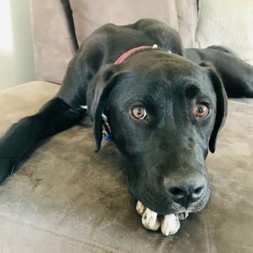 Murphey ~ Staffy x Labrador (on trial 6/4/19)