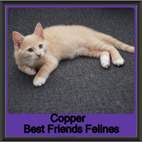 Copper 