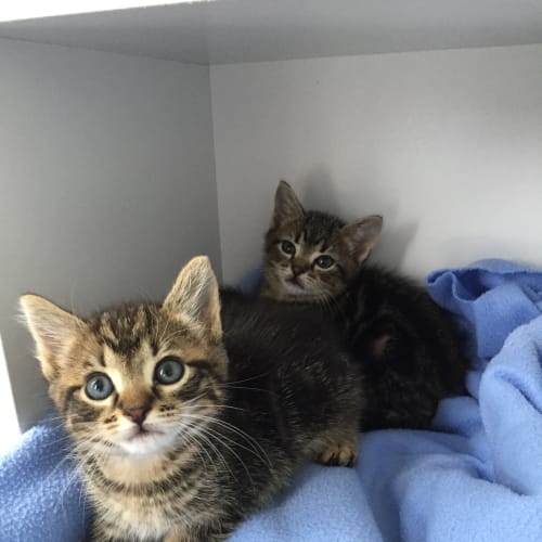 Kittens For Christmas 