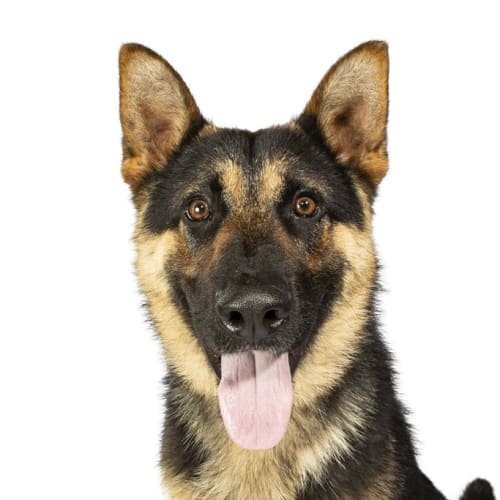 Major