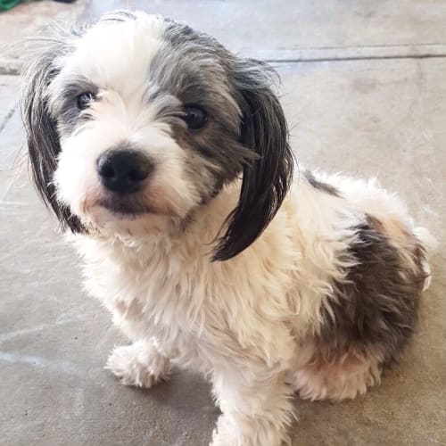 🐶 Snoopy 🐶