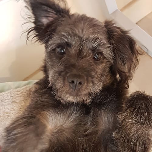 Tilly ~ Poodle x Spitz (on trial 8/12/18)