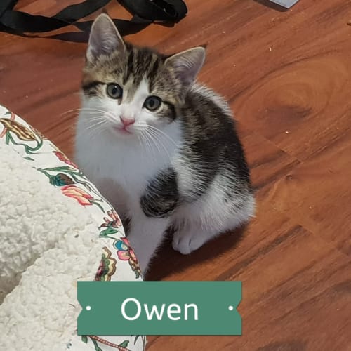 Owen ^^Dandy Cat Rescue^^
