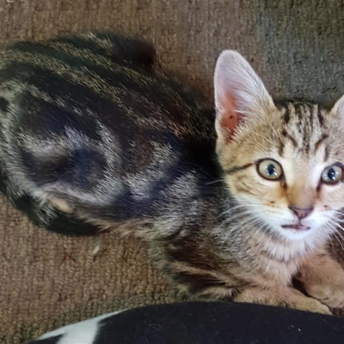 Gus