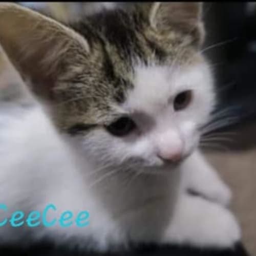 CeeCee