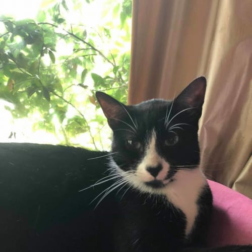 Basil