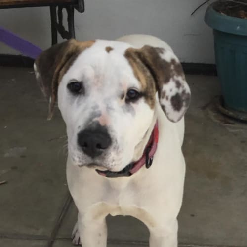 Daisy