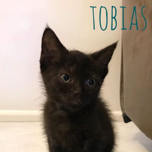 Tobias