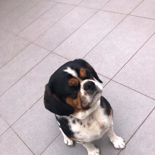 Snoopy our loving boy