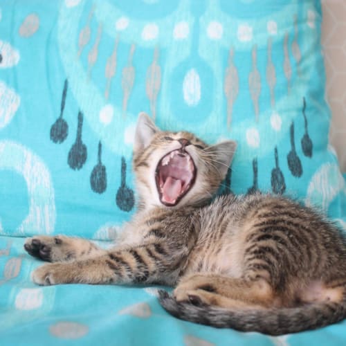 Meow meow! 