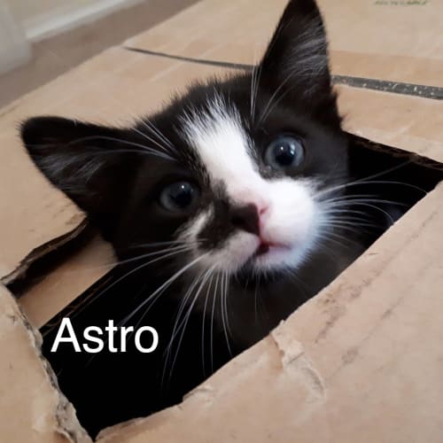 Astro