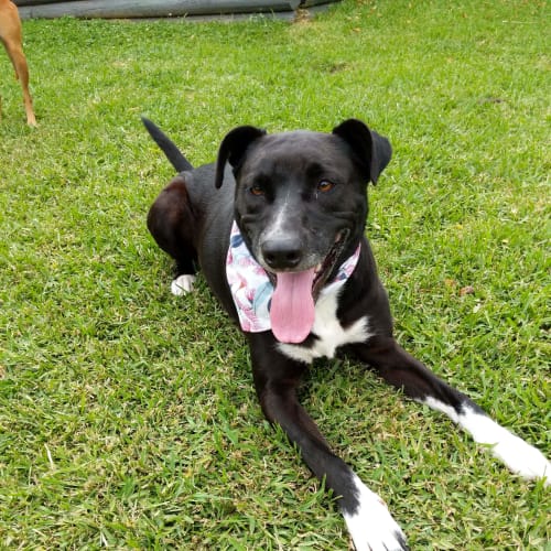 Roxy ~ BC x Koolie x Great Dane (on trial 12/12/1)