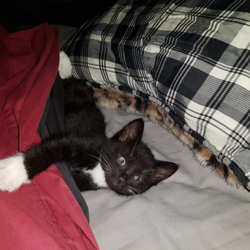 Little Elvis the rockin' king kitten