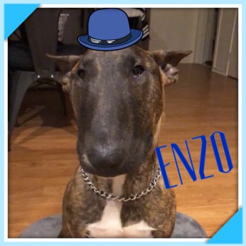 Enzo-  Foster to Adopt!!!!