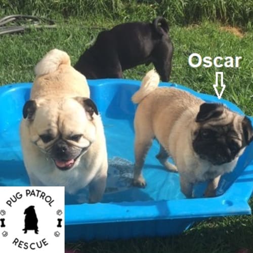 Oscar