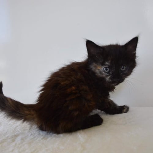 Miss Moppet 