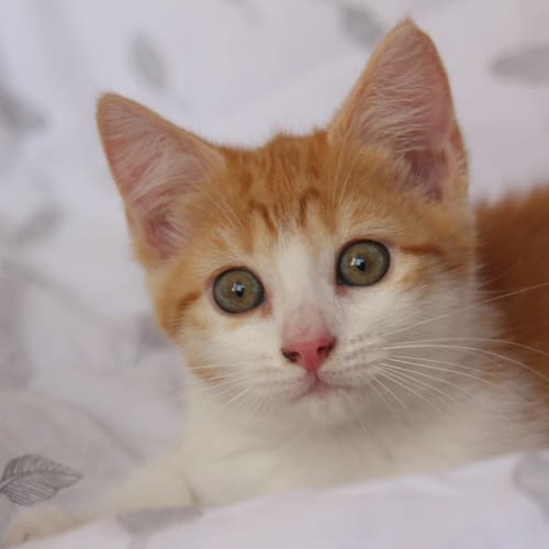Cora