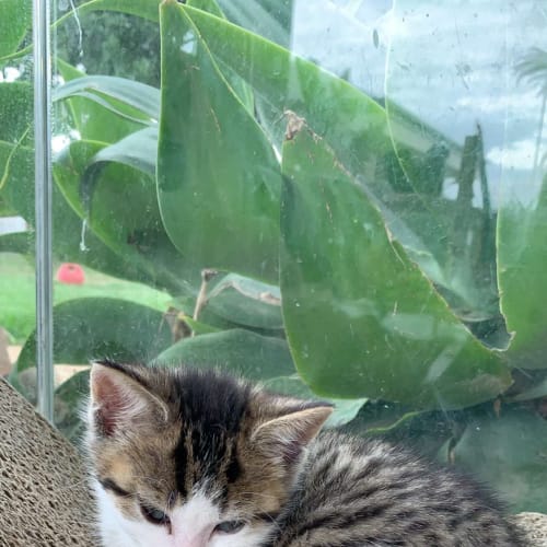 Hakee ^^Dandy Cat Rescue^^