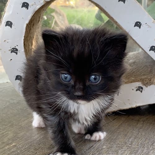 Blue ^^Dandy Cat Rescue^^