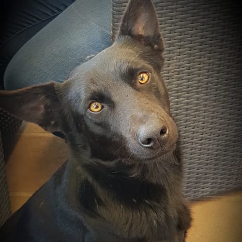 "Kuro"