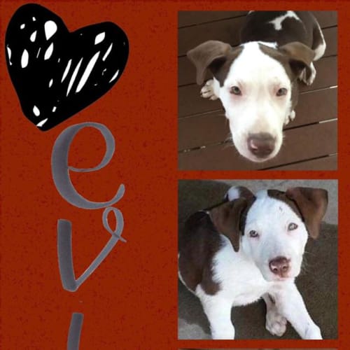 Evie
