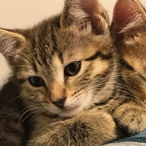 Cookie ^^Dandy Cat Rescue^^
