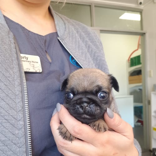 Pugsley