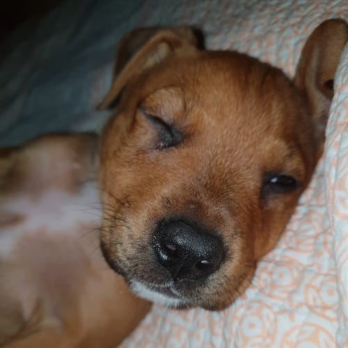 Rolo 