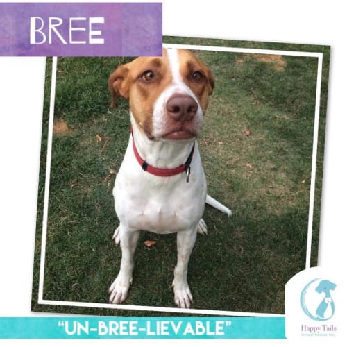 Bree