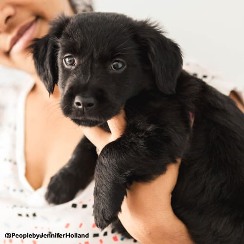 Gidget ~ Border Collie x (on trial 7/12/18)